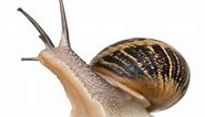 How to Care for Garden Snails - Pet Snail