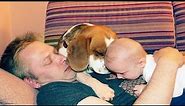 Beagle Dog Meets Newborn Baby: The Sweetest Reaction You'll Ever See!