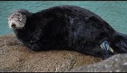 Watch a baby sea otter being born! (Spoiler alert: the miracle of life is graphic!)
