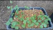 Growing Purple Hyacinth Beans with updates - first 8 weeks