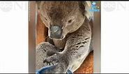 Koala wows caregivers by using a spoon to feed himself