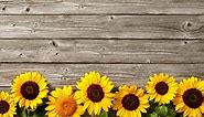 14 Free Sunflower Printables: Gorgeous Templates for your Next Artwork! - Artsydee - Drawing, Painting, Craft & Creativity