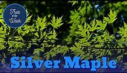 Tree of the Week: Silver Maple
