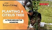 Planting a Citrus Tree! Delicious Hamlin Orange Tree 🍊