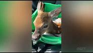 Ont. man delivers fawn after spotting pregnant dead deer in ditch