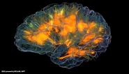 Glass brain flythrough - Gazzaleylab / SCCN / Neuroscapelab
