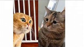2 Cats Talking Meme | 2 Cat Talking Meme Orginal video | Orange & Black Cat Meme Viral Cat Video
