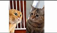 2 Cats Talking Meme | 2 Cat Talking Meme Orginal video | Orange & Black Cat Meme Viral Cat Video