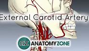 External Carotid Artery - 3D Models, Video Tutorials & Notes | AnatomyZone