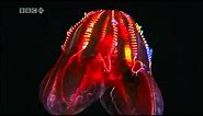 BBC Deep Sea Bioluminescence on Prefuse 73's Digan Lo
