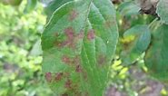 Brown or black spots on apple tree leaves? A practical guide - Hands-On Gardening