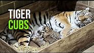 Three Amur Tiger Cubs Born At Saint Louis Zoo