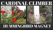 Cardinal Climber Vine - Hummingbird Magnet