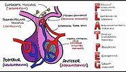 Anterior v Posterior Pituitary Gland - PLUS Anterior Pituitary Hormones Mnemonic (FLAT PEG)