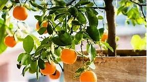 The Best Fruit Trees for Containers, Pot Sizes, Requirements & More!