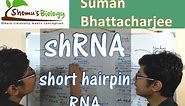 shRNA mechanism | short hairpin RNA mediated knockdown and gene silencing
