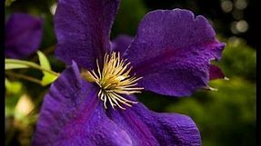 How to prune Group 3 Clematis