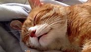 Cute Cat Snore!