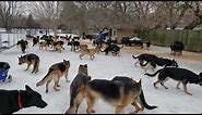 100 German Shepherds playing together