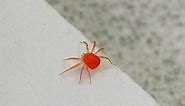 4K: Smallest spider in the world