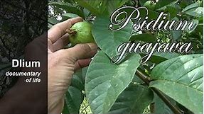 Common guava (Psidium guajava) - part 1