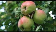 Top Apple Varieties in the World