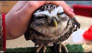 Cutest owl ever: northern saw whet owl