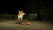 Do Foxes Eat Hedgehogs? Is It Safe To Feed Them Both? | Home & Roost