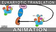 Eukaryotic Translation Animation