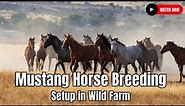 Mustang Horse Breeding Setup in Wild Farm | Western United States