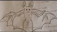 How to draw flying bat ||flying bat diagram|| #diagram #Art || Bat