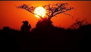 Time Lapse African Sunrise with Acacia Tree - Royalty Free HD Stock Footage