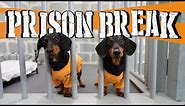 Ep 8: WIENER DOG PRISON BREAK - Funny Dogs Escaping Jail!