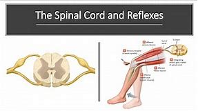 Spinal Cord and Reflexes