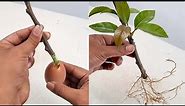 Propagating An Olive Tree From Cuttings, Olive propagate from cuttings