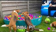 BEAGLE PUPPY PARTY : Bounce House & Ball Pit