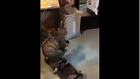 Cat Riding Hoverboard meme