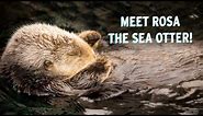 Meet Rosa The Sea Otter! | Monterey Bay Aquarium's Pawesome Ladies