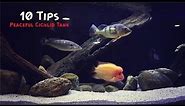 10 Tips For A Peaceful Cichlid Tank!!!