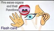 Five sense organs and their functions || 5 sense organs with flash card || school activitie