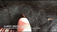 Carpet Beetle Larvae Inside Home - Weird Bugs