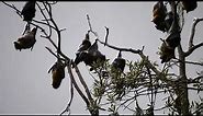 True Facts About The Fruit Bat || Bats hanging on Branches.