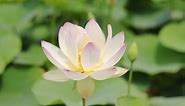 Lotus, White, Flower. Free Stock Video