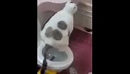 skibidi cat pooping meme