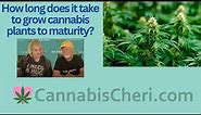 How long does it take to grow marijuana plants to maturity?
