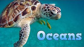 Oceans for Kids | Learn about Oceans | Educational Video for Children