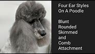 Four Ear Styles on a Poodle