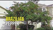 The Brazilian Pepper Tree: A Lush and Fragrant Evergreen