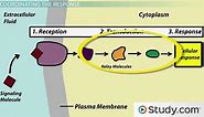 Cellular Response | Overview, Types & Transduction