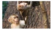 All monkeys in Savana have good life well cared them Savana kind too